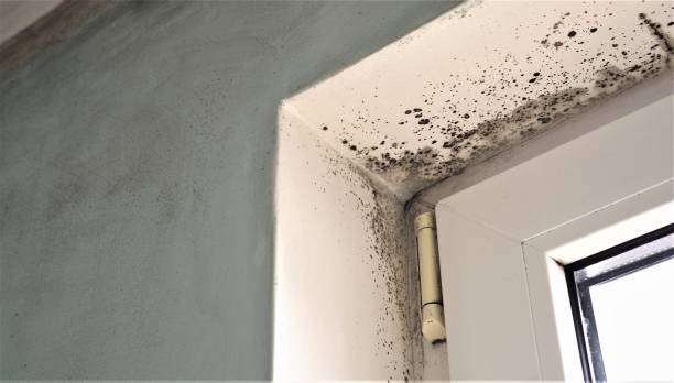 Best Dehumidification Services  in Reading, PA